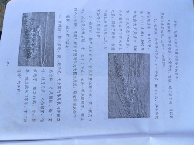 姑田游大龙文字资料（4）