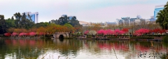 梁鸿陵--桃花又红西湖畔   梁鸿陵2015.3摄