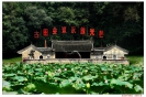 莲花园革命搖蓝-张振桔