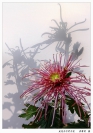 洪黎明此花开尽更无花+洪黎明