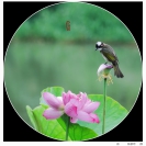 杨新玲荷1