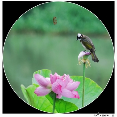 杨新玲荷1