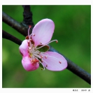 张如华蝶恋花=张如华