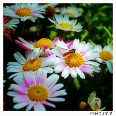 庄美觅芳菊丛